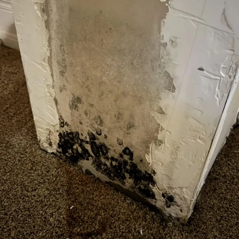 Professional Mold Removal in Logan, UT
